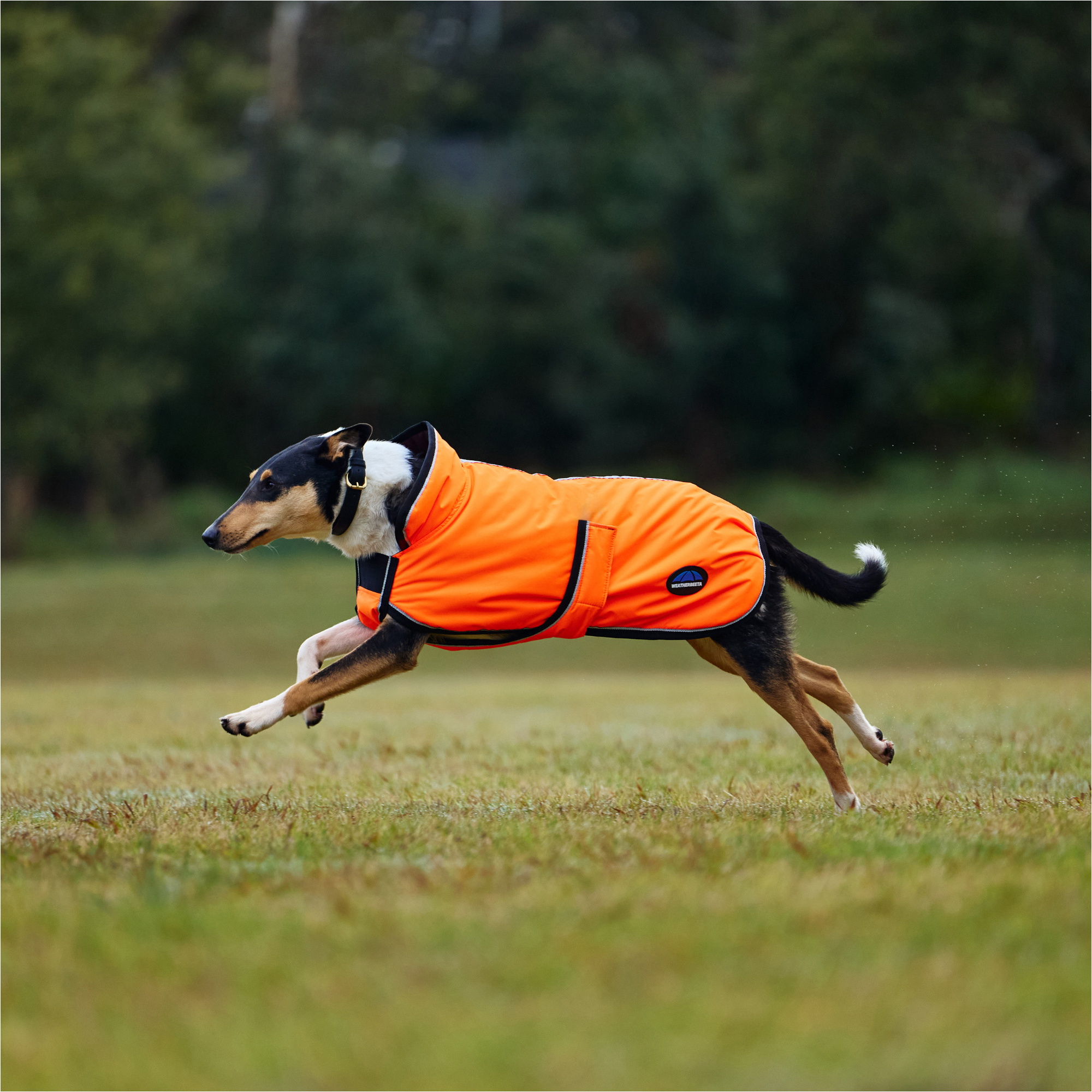 2025 Weatherbeeta Comfitec Reflective 300D Deluxe Showerproof Dog Coat 1029050 - Orange